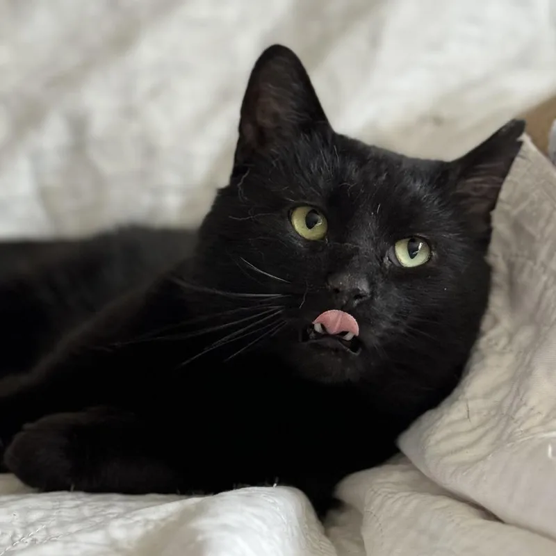 An adult small-sized male Black Domestic Short Hair cat named Wolfie for adoption in Goshen, IN