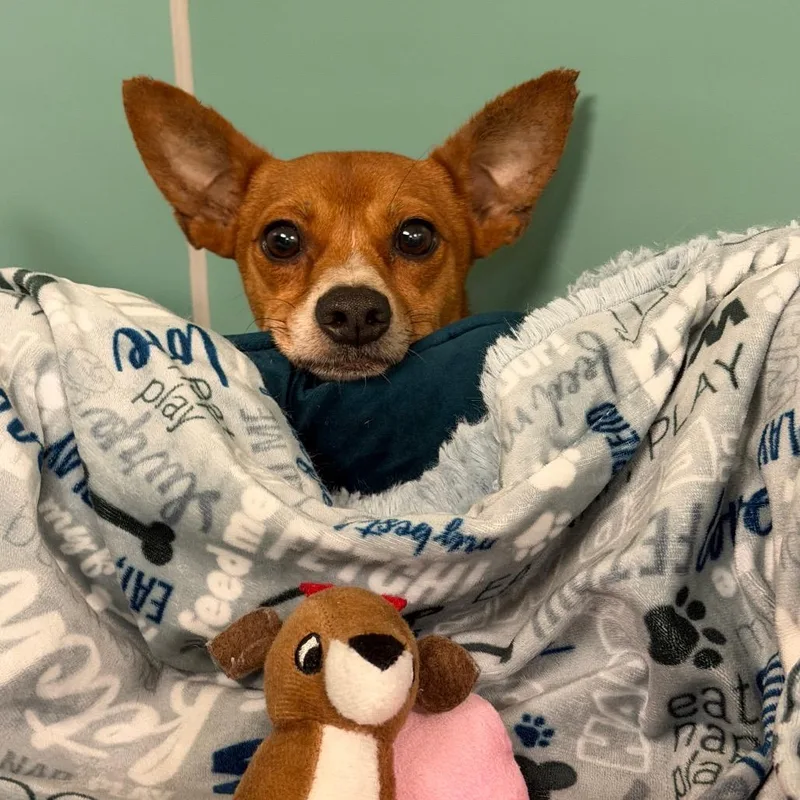 An adult small-sized male Mixed Breed dog named Taco for adoption in Titusville, FL