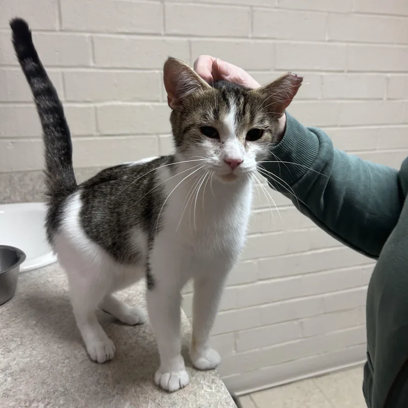 Strawberry thumbnail 2