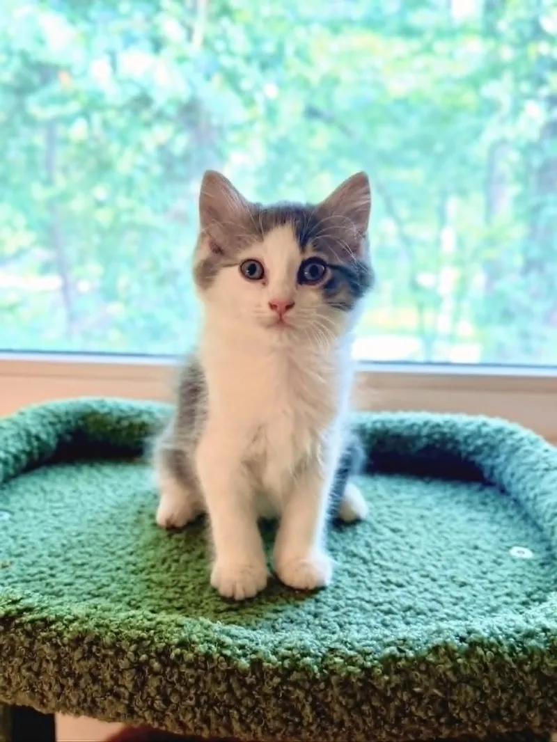 A baby medium-sized male Gray & White Domestic Long Hair cat named Cosmo for adoption in Mullica Hill, NJ