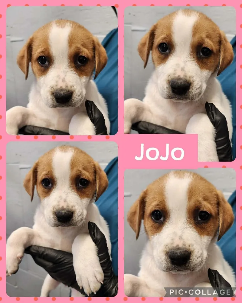 A baby medium-sized female White / Cream Labrador Retriever dog named Jojo for adoption in Ringwood, NJ