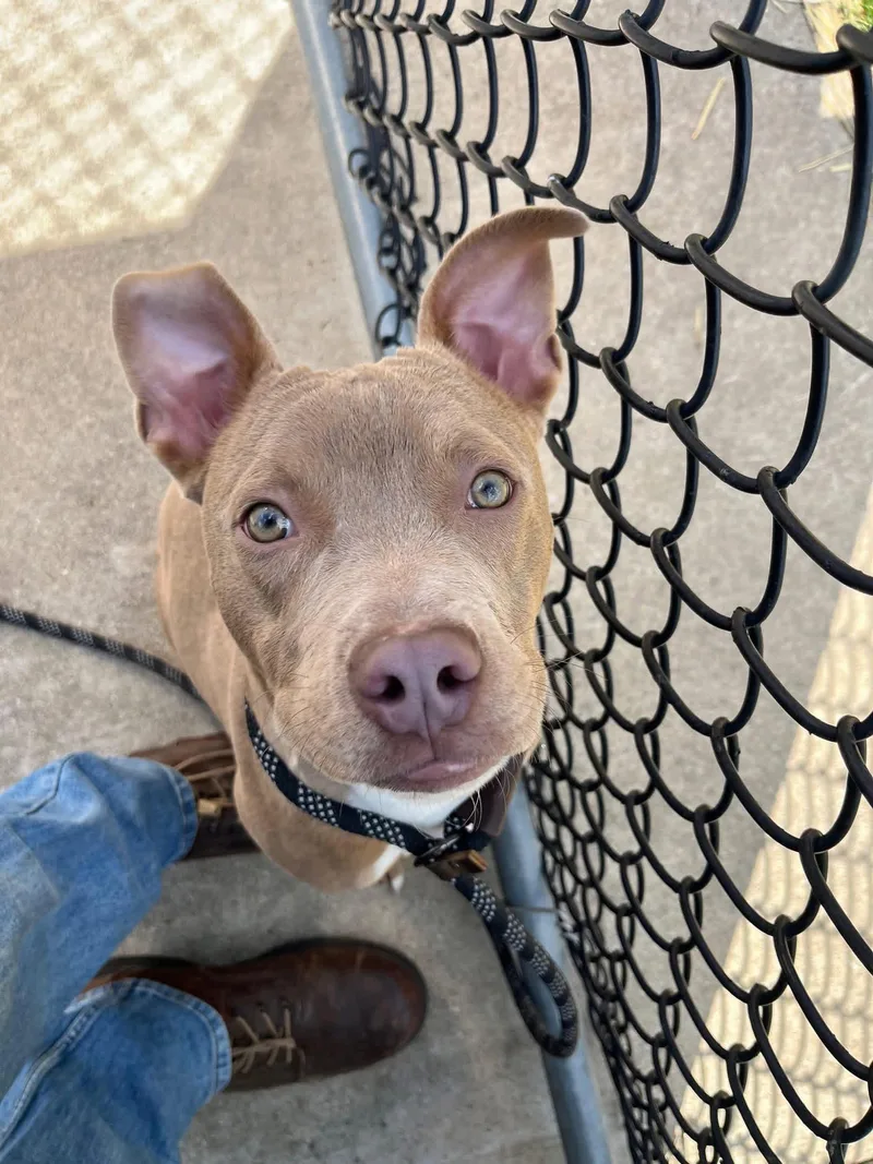 An adult medium-sized male Brown / Chocolate Pit Bull Terrier dog named Mouse Melon for adoption in Chicago, IL