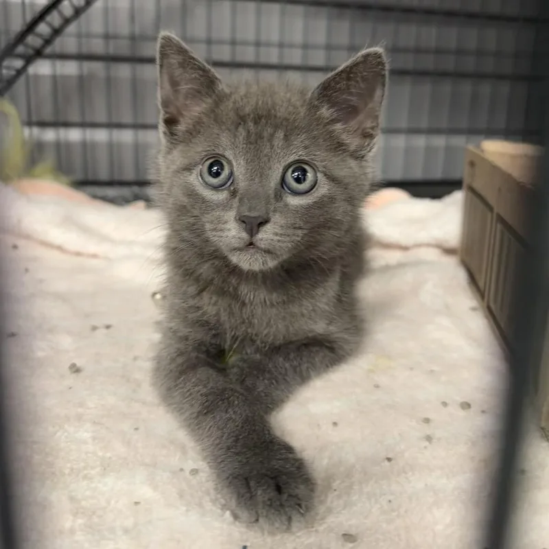 A baby small-sized male Gray / Blue / Silver Domestic Short Hair cat named Mr. Pumpernickle for adoption in Martinsville, VA