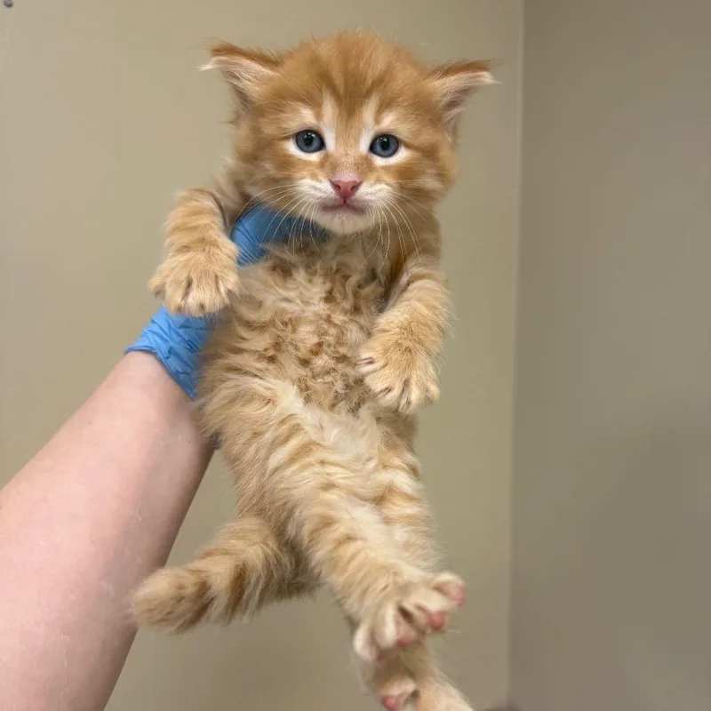 A baby small-sized male Orange / Red Domestic Medium Hair cat named Scotch Tape for adoption in Birmingham, AL