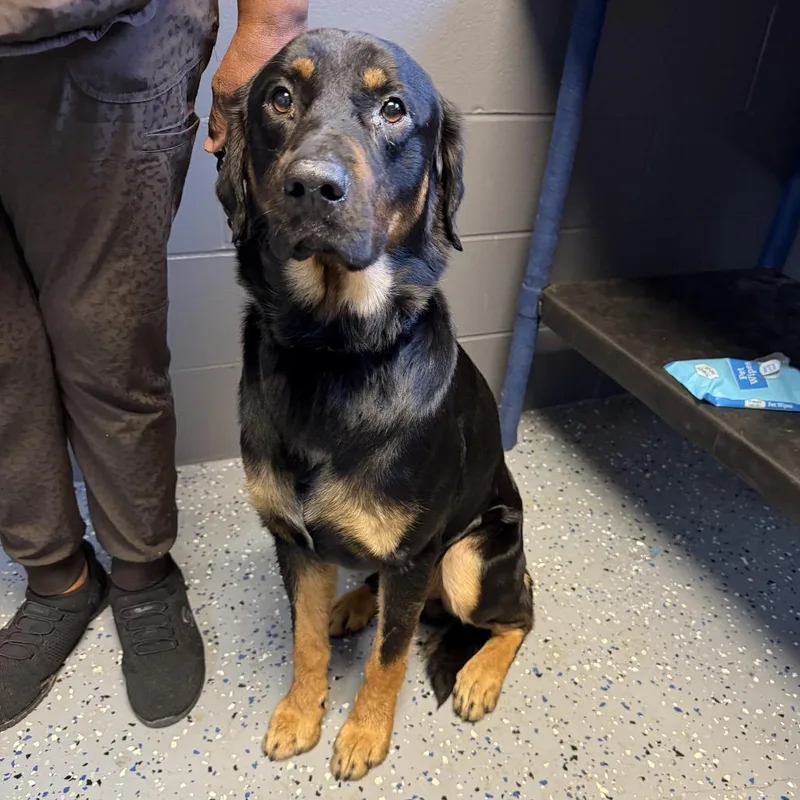 An adult large-sized male Black Shepherd dog named TUSCStray for adoption in Tuscaloosa, AL