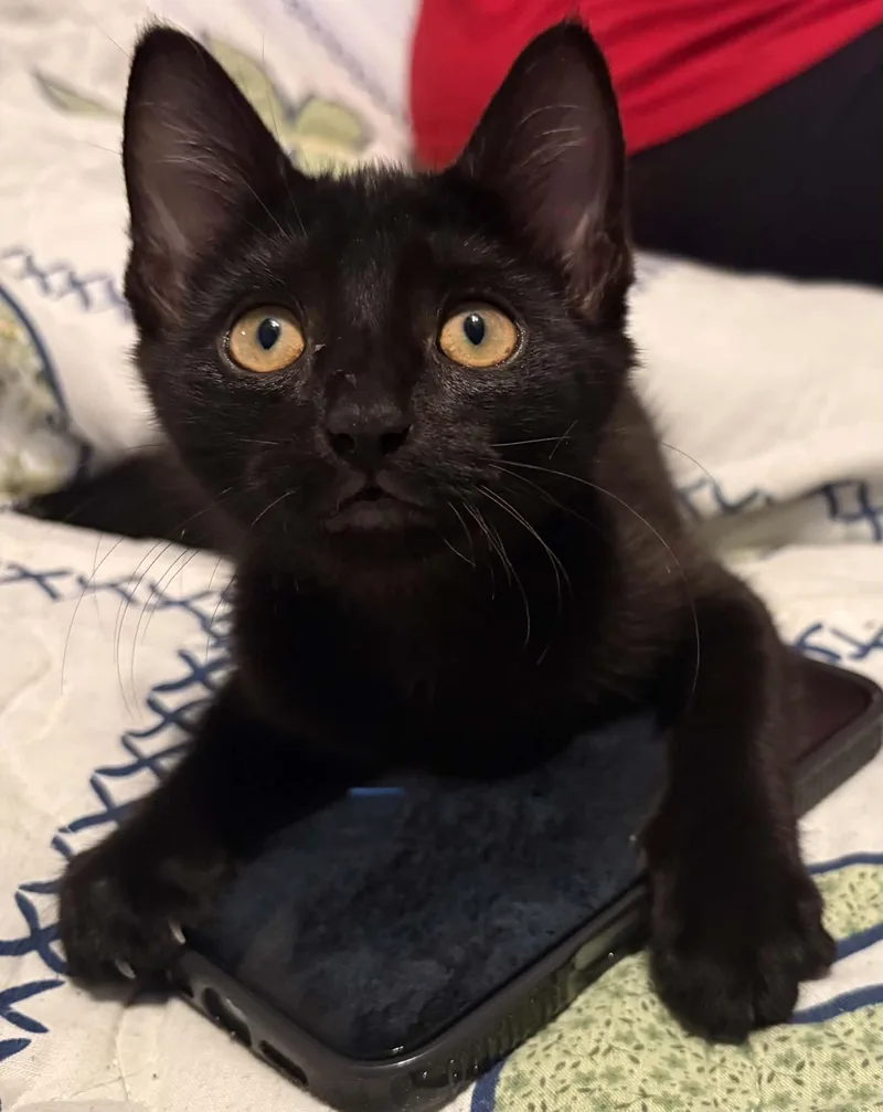 Anya