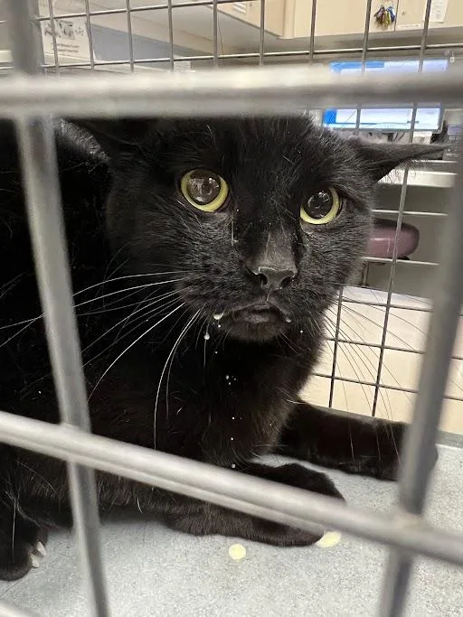An adult medium-sized male Domestic Short Hair cat named Yokia for adoption in Las Vegas, NV