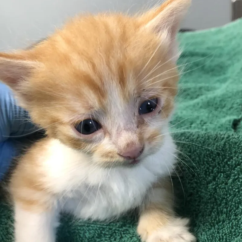 A baby small-sized male Orange / Red Domestic Short Hair cat named Flame for adoption in Oak Park, IL