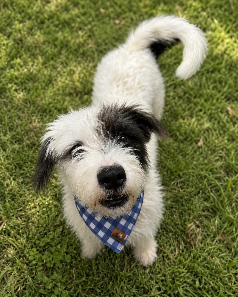 Milo