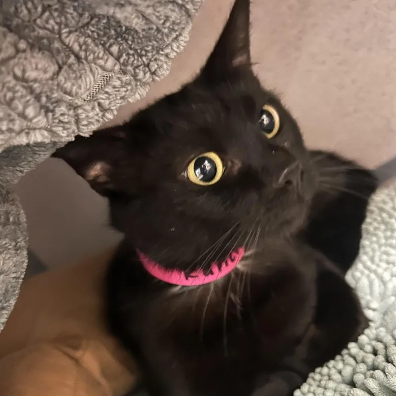 A baby medium-sized female Black Domestic Short Hair cat named Ranch for adoption in Santa Barbara, CA