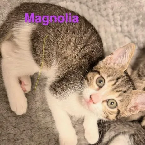 A baby medium-sized female Tabby (Buff / Tan / Fawn) Domestic Short Hair cat named Magnolia for adoption in Beaufort, SC