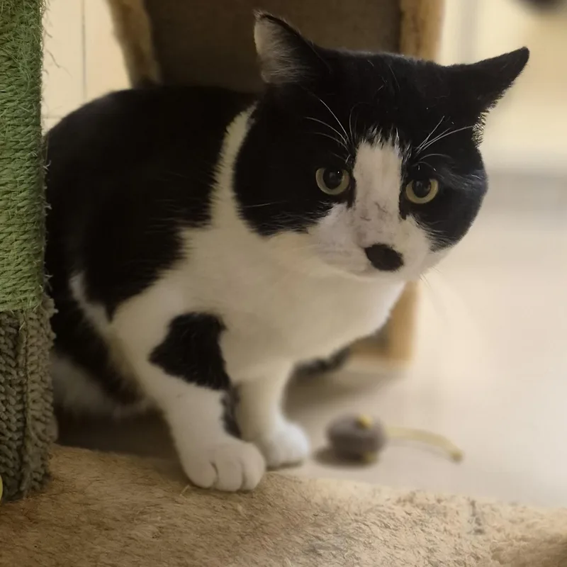 An adult large-sized male Domestic Short Hair cat named Samson for adoption in Schertz, TX