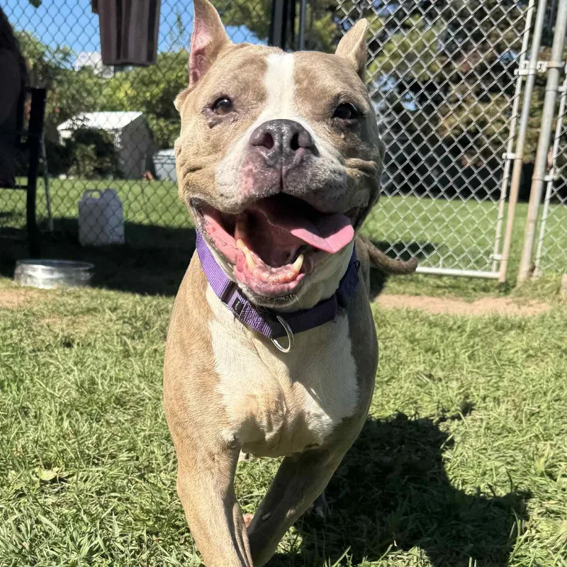 Boo Berry thumbnail 2