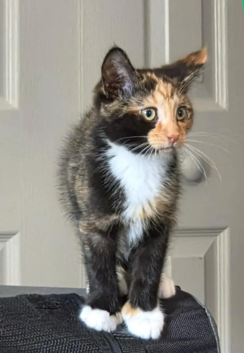 A baby small-sized female Calico cat named Sunny for adoption in Greensburg, PA