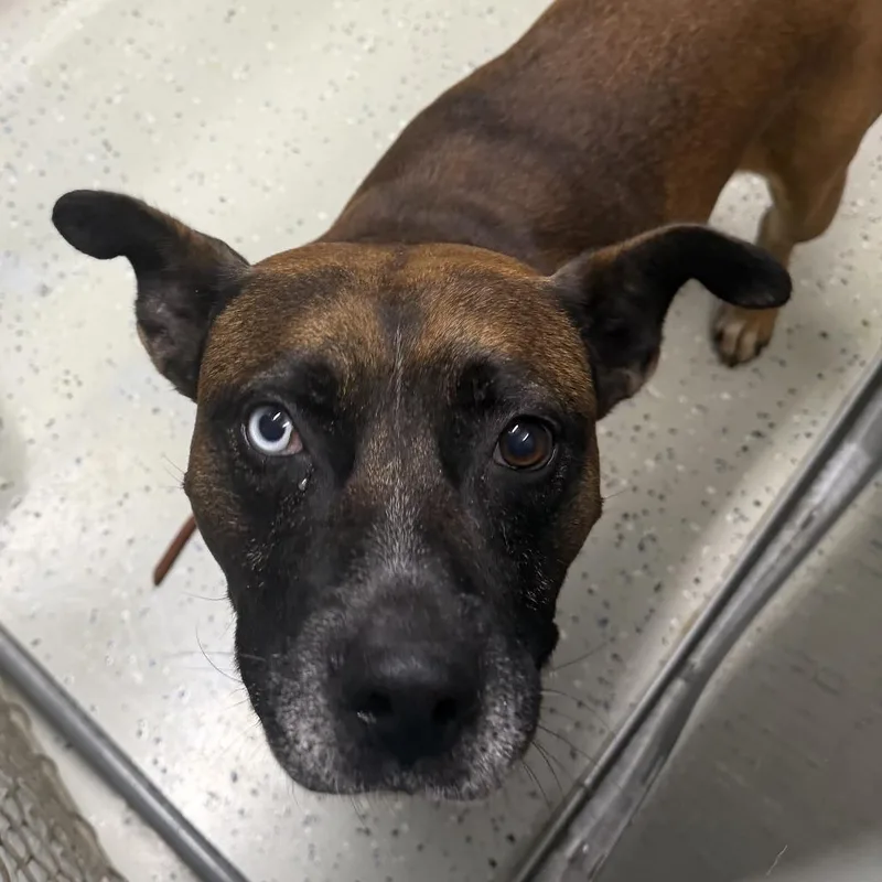 An adult large-sized male Terrier dog named Hitch for adoption in Marion, VA