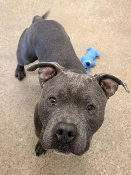 A young medium-sized male Gray / Blue / Silver Pit Bull Terrier dog named Mr Ham Man for adoption in Cleveland, OH