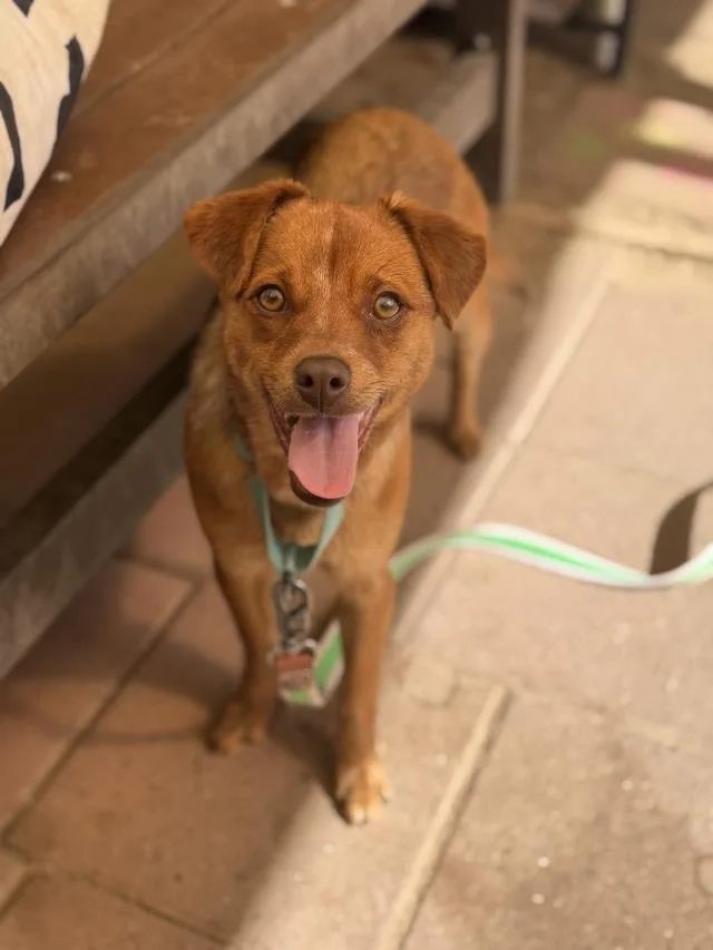 A young medium-sized female Chihuahua dog named Iris for adoption in Santa Barbara, CA