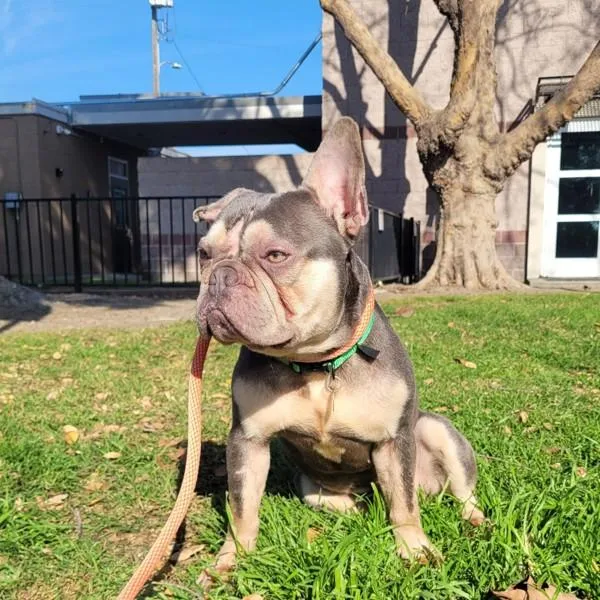 An adult medium-sized male French Bulldog dog named Ozzy for adoption in Oakland, CA