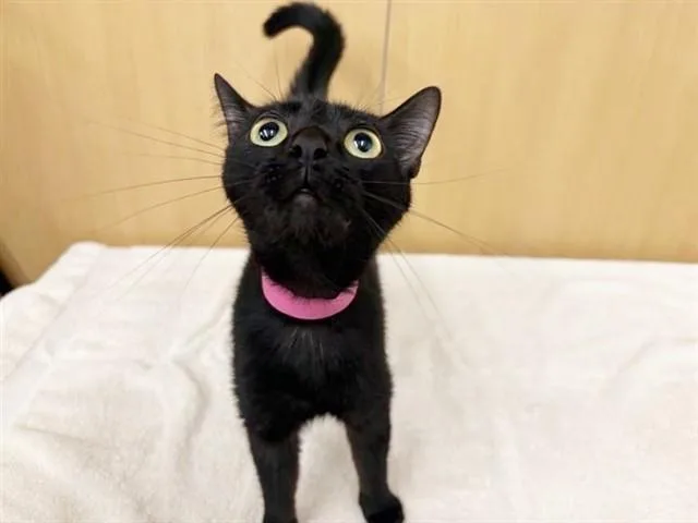 A young medium-sized female Domestic Short Hair cat named Gravy for adoption in Saint Louis, MO