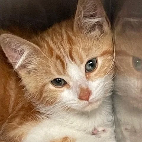 A baby small-sized male Orange / Red Domestic Short Hair cat named Aspen for adoption in Hawthorne, CA