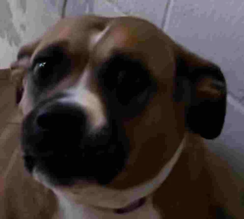 An adult large-sized female Red / Chestnut / Orange Pit Bull Terrier dog named Battina for adoption in New Castle, IN