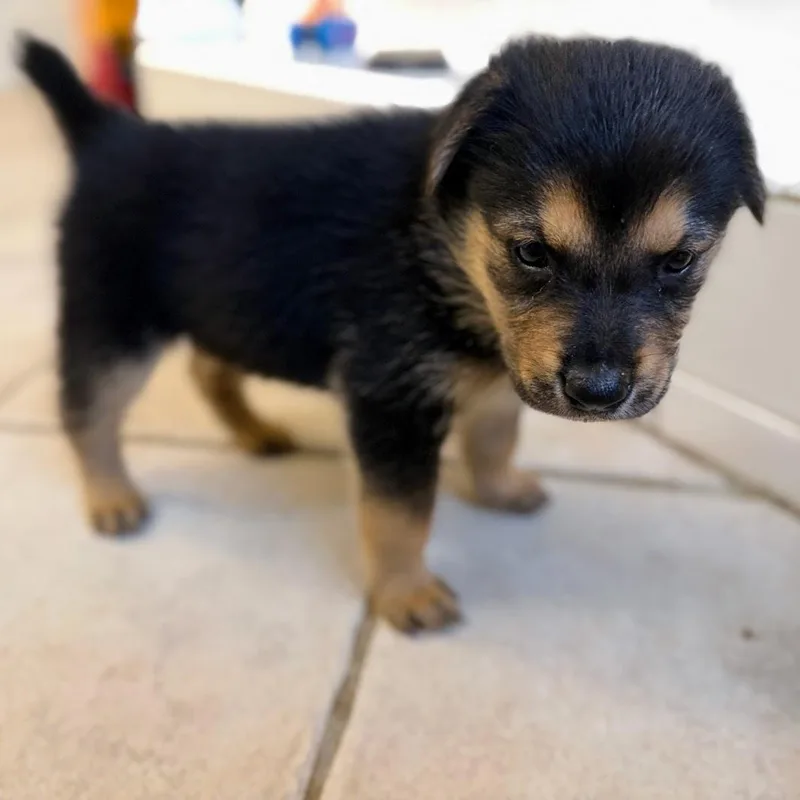 A baby medium-sized female German Shepherd Dog dog named Sassy for adoption in Fosters, AL