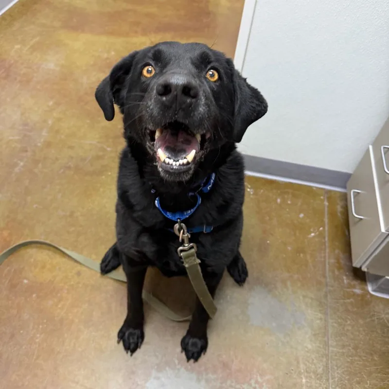 A senior large-sized male Black Labrador Retriever dog named Jax for adoption in Albuquerque, NM