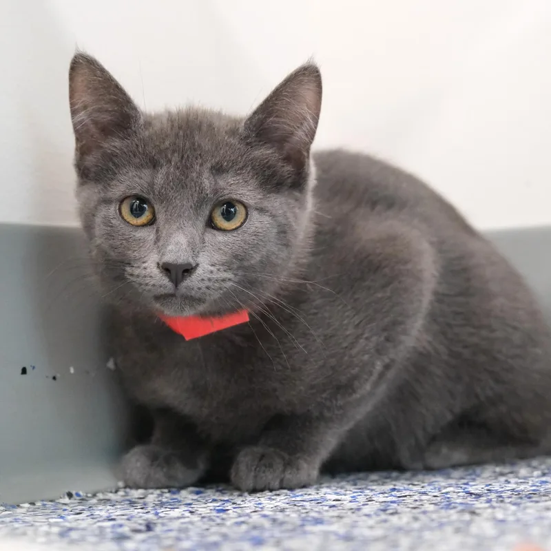 A young medium-sized male Russian Blue cat named Astro for adoption in Newport Beach, CA