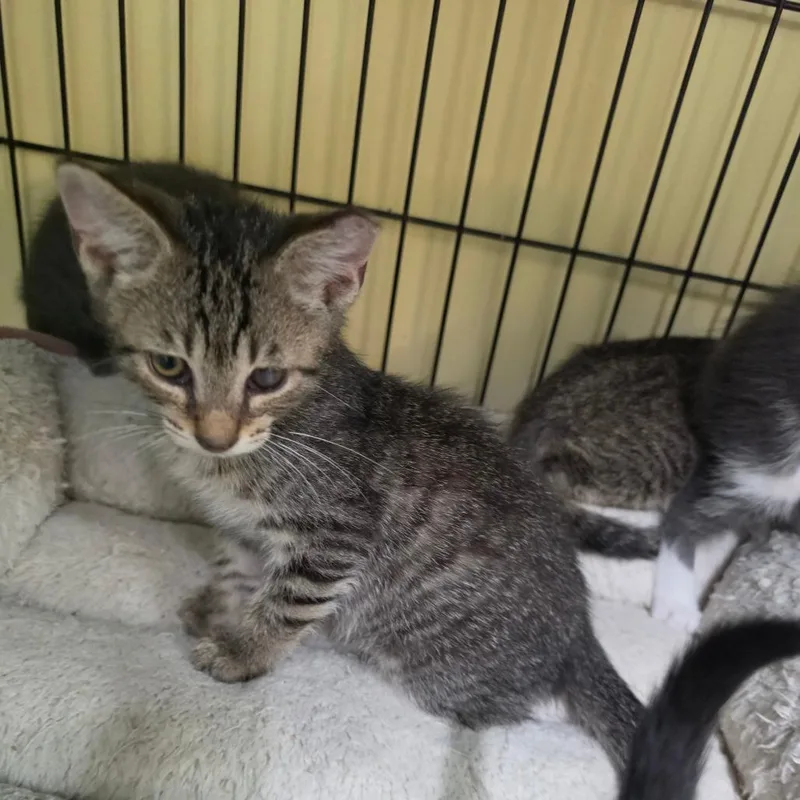 A baby small-sized male Brown / Chocolate Domestic Short Hair cat named Lil Luke for adoption in Melrose, FL