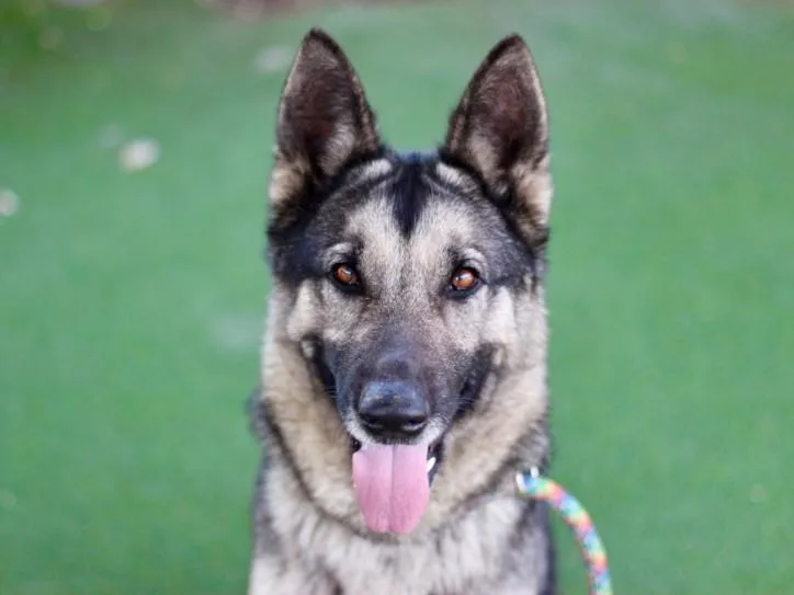 An adult large-sized female German Shepherd Dog dog named Mochi for adoption in Los Angeles, CA