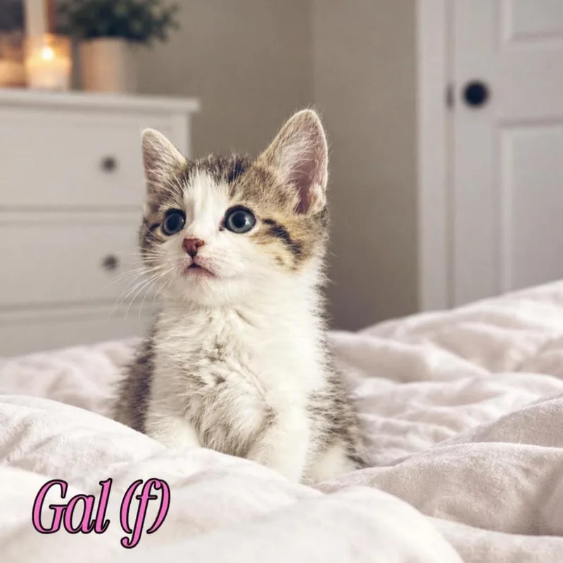 A baby small-sized female Domestic Short Hair cat named Gal for adoption in Fremont, NE