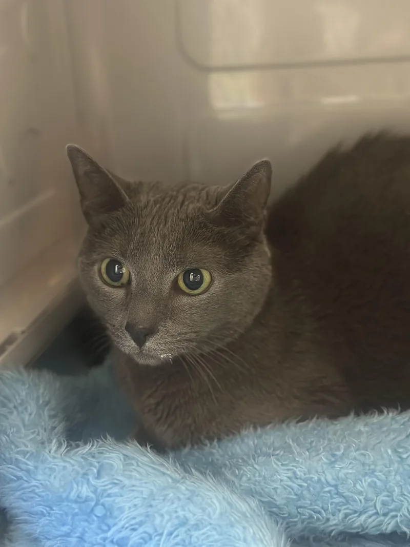 An adult medium-sized male Gray / Blue / Silver Domestic Short Hair cat named Pretzel for adoption in Stafford, VA