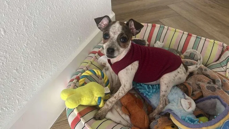 A baby small-sized female Chihuahua dog named Poka for adoption in Pompano Beach, FL