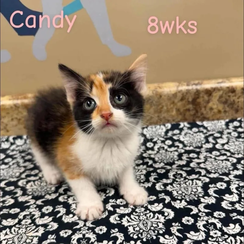 A baby small-sized female Domestic Short Hair cat named Candy in Manchester for adoption in Alexandria, VA