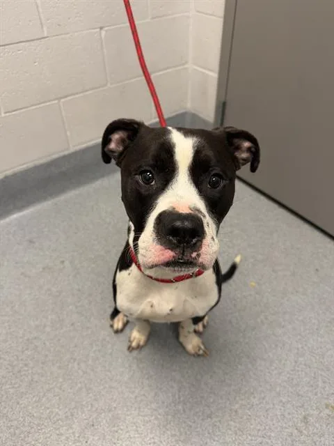 An adult medium-sized male Pit Bull Terrier dog named Austro for adoption in Indianapolis, IN