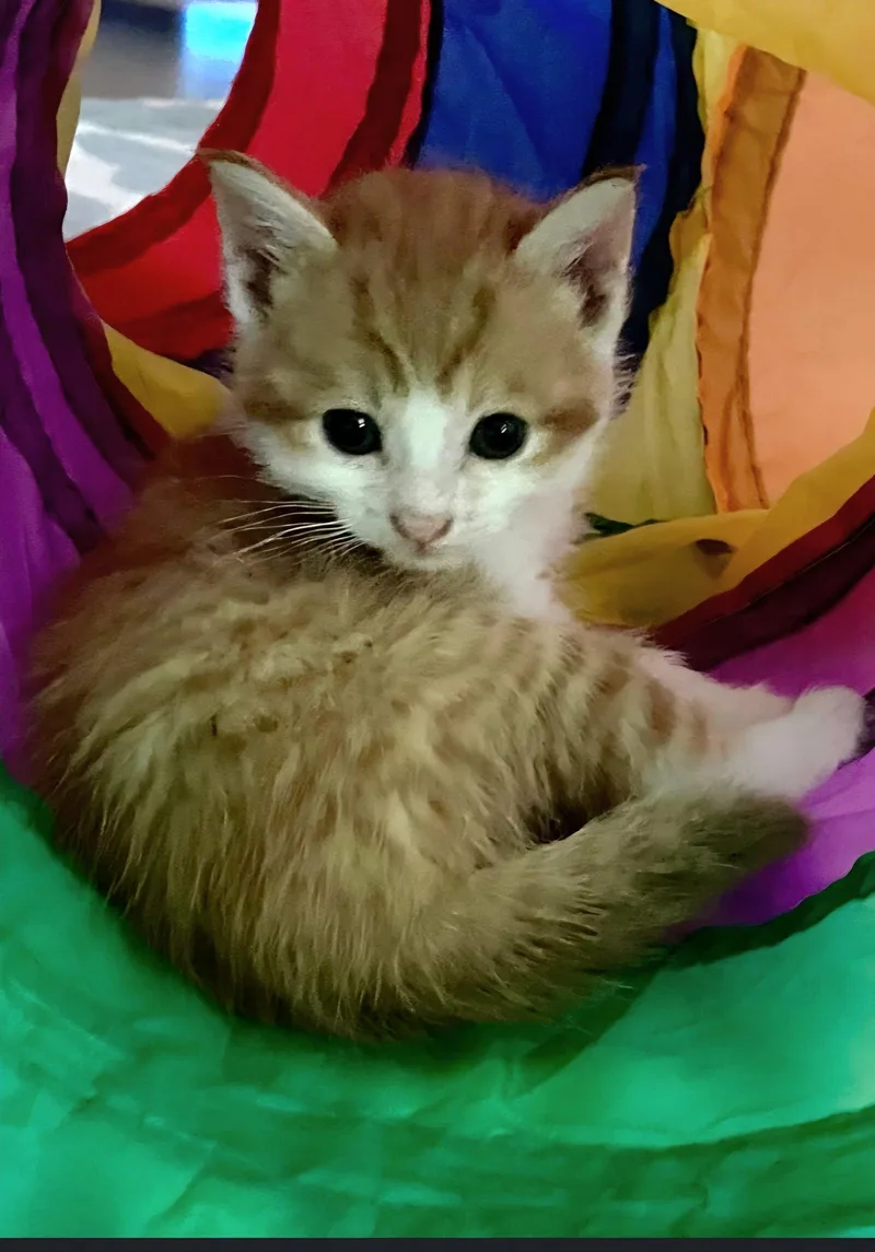 A baby medium-sized male Orange & White Domestic Short Hair cat named Buzz for adoption in Campbell, CA