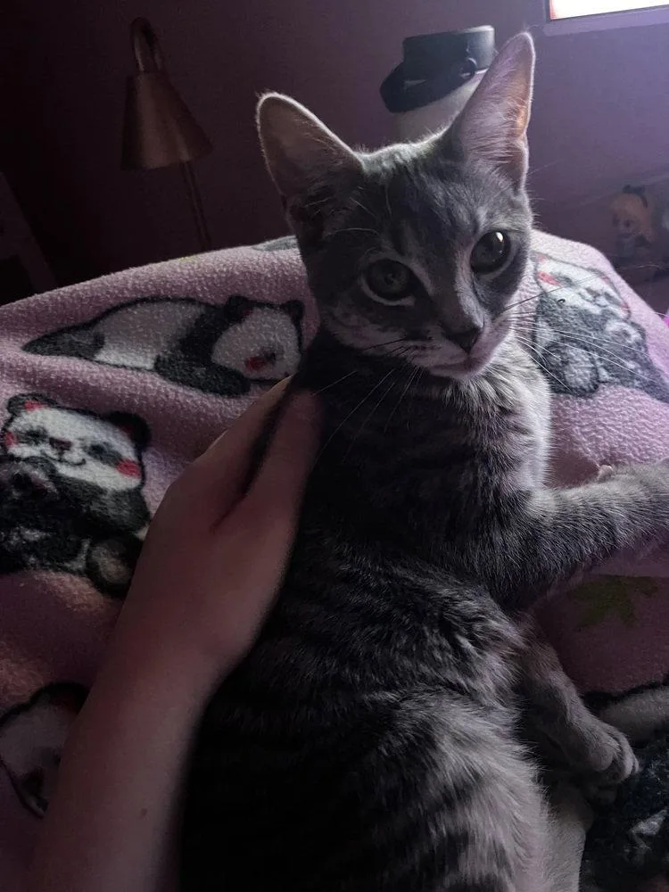 A baby small-sized female Domestic Short Hair cat named Cosmo for adoption in O'Fallon, MO