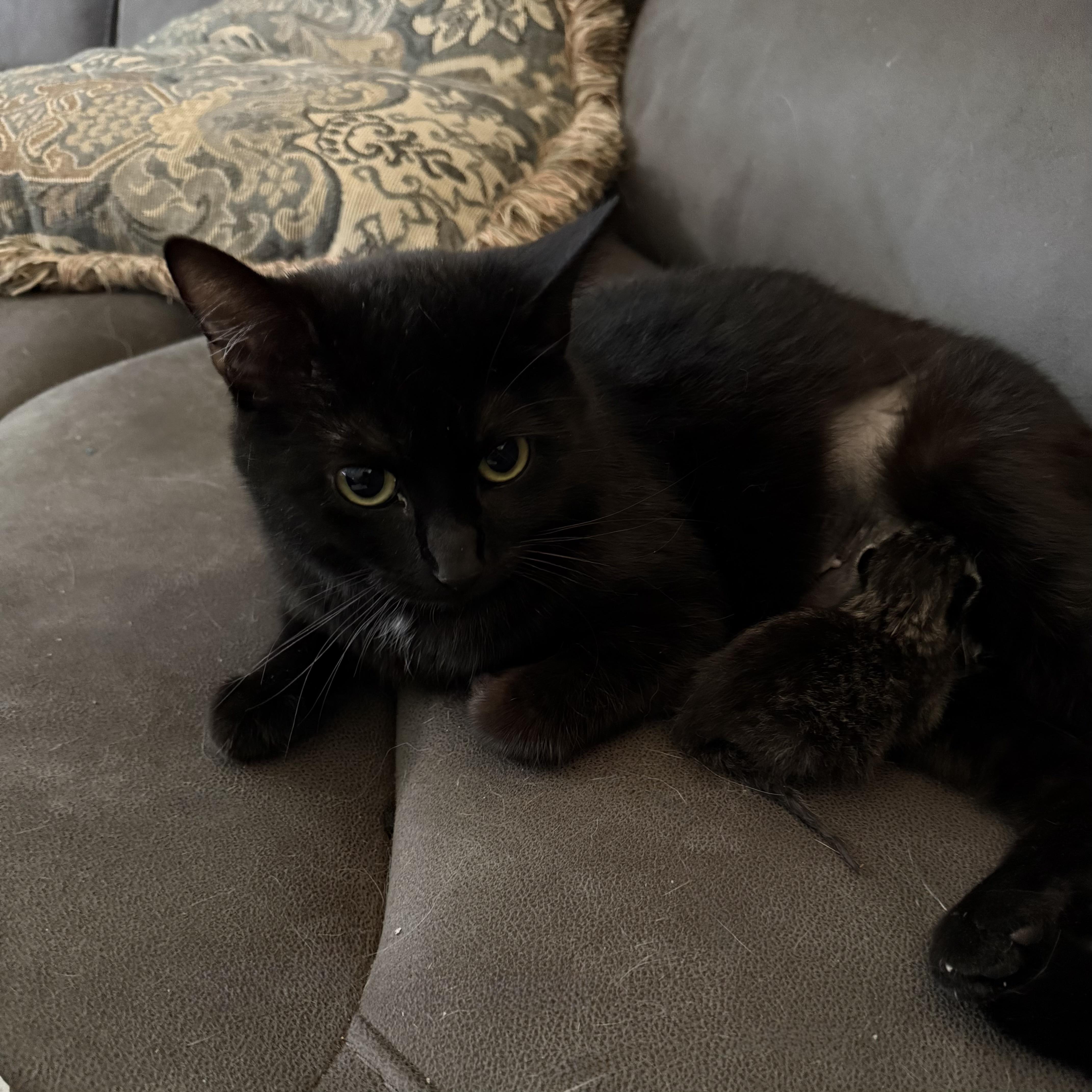 A young medium-sized female Black Domestic Short Hair cat named Laura for adoption in Greenwood, IN