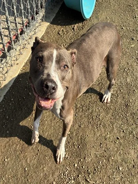 An adult large-sized female Pit Bull Terrier dog named Delilah for adoption in Riverside, CA