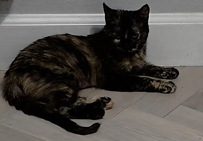 Chai Spicewood thumbnail 3