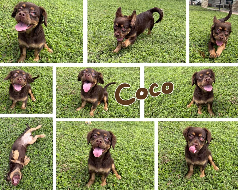 Coco