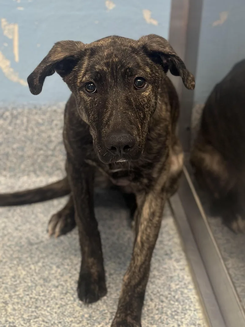 A young medium-sized female Brindle Dutch Shepherd dog named Gloria for adoption in Stafford, VA