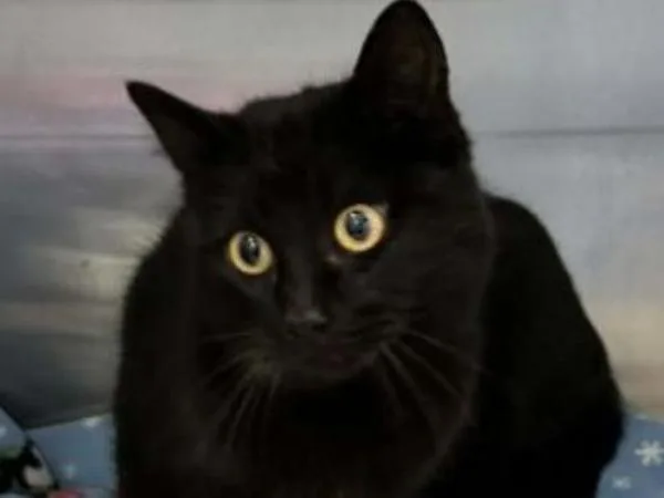 An adult medium-sized female Domestic Short Hair cat named Pantoufle for adoption in Portland, OR