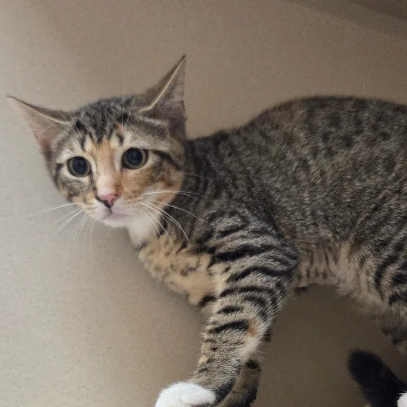 A baby small-sized female Brown / Chocolate Domestic Short Hair cat named Ruthy for adoption in Ballston Spa, NY