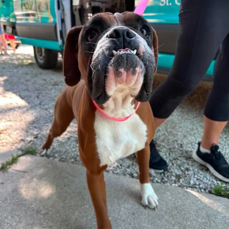 An adult medium-sized female Red / Chestnut / Orange Boxer dog named Betty Davis for adoption in St. Charles, IL