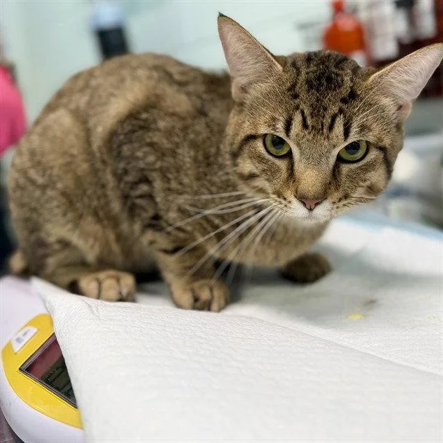An adult large-sized male Brown / Chocolate Domestic Short Hair cat named Patrol for adoption in Tavares, FL