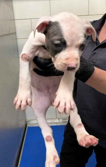 A baby medium-sized female Pit Bull Terrier dog named Patcharina for adoption in North Richland Hills, TX