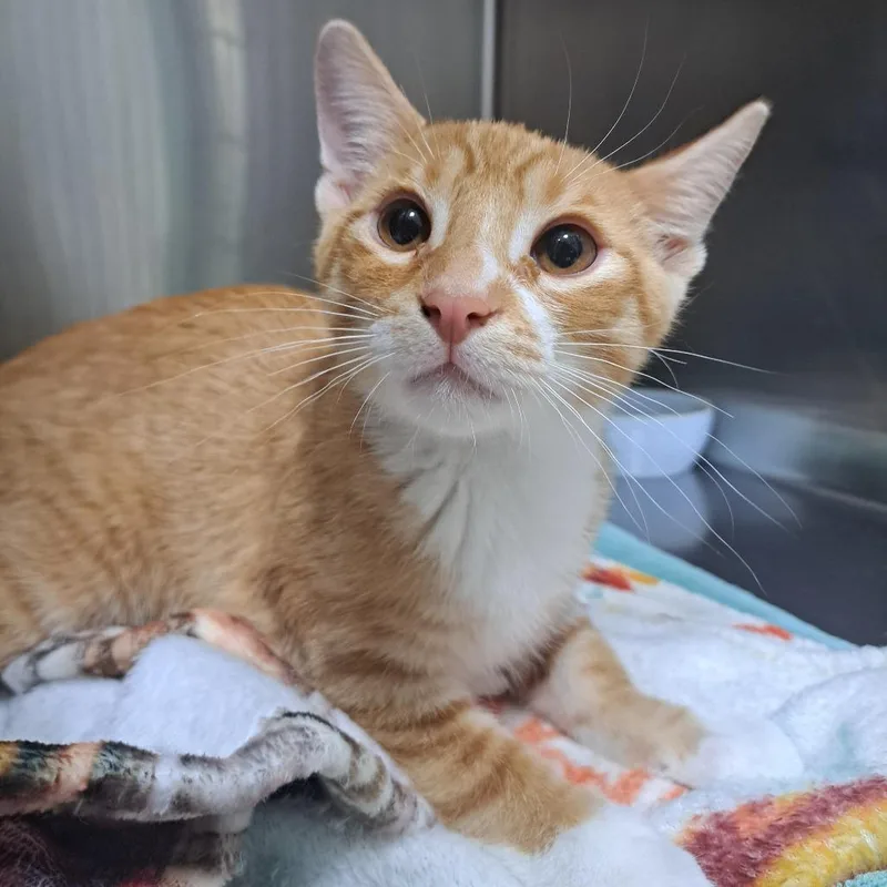A baby small-sized male Orange / Red Domestic Short Hair cat named Aidan for adoption in Pensacola, FL
