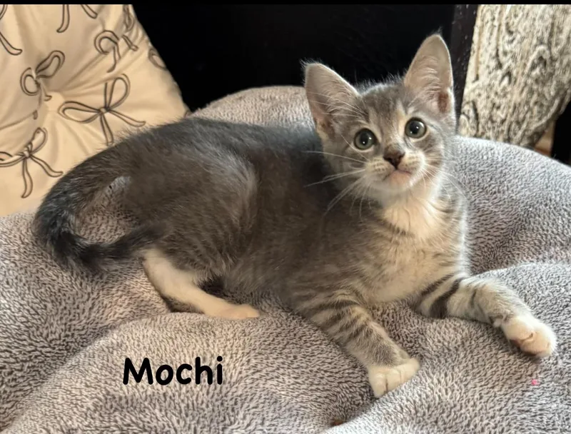 A baby medium-sized male Tabby (Gray / Blue / Silver) Domestic Short Hair cat named Mochi for adoption in Pawleys Island, SC