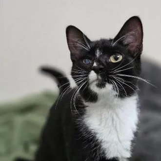 A baby medium-sized female Black & White / Tuxedo Domestic Short Hair cat named Birdhouse for adoption in Renton , WA